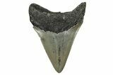 Serrated, Fossil Megalodon Tooth - North Carolina #340869-1